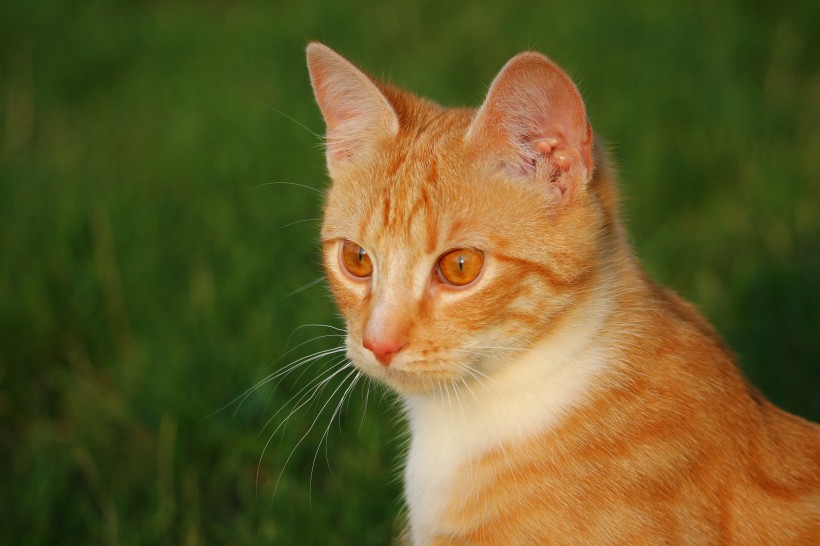 呆萌可爱的虎斑猫图片