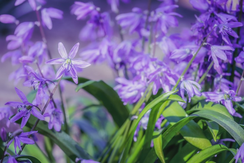 清新可愛的藍(lán)星花圖片