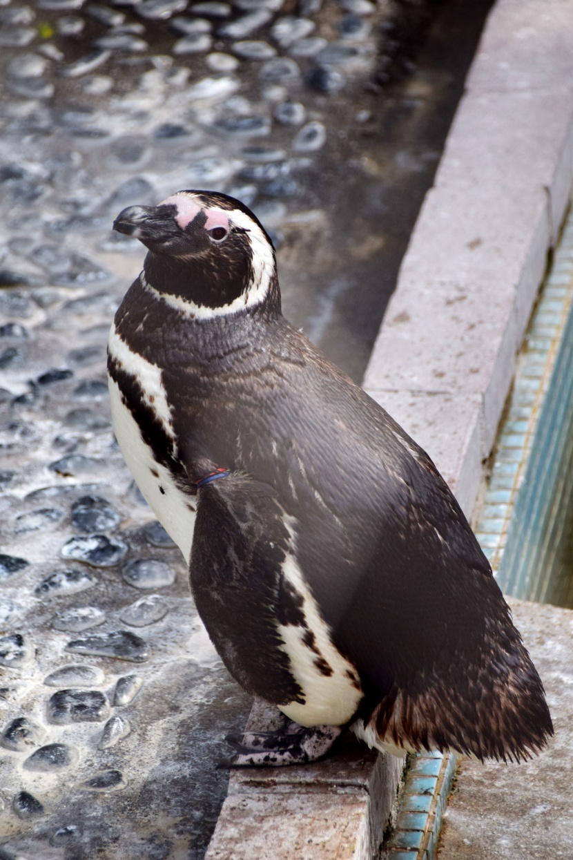 水族館里可愛(ài)的企鵝圖片