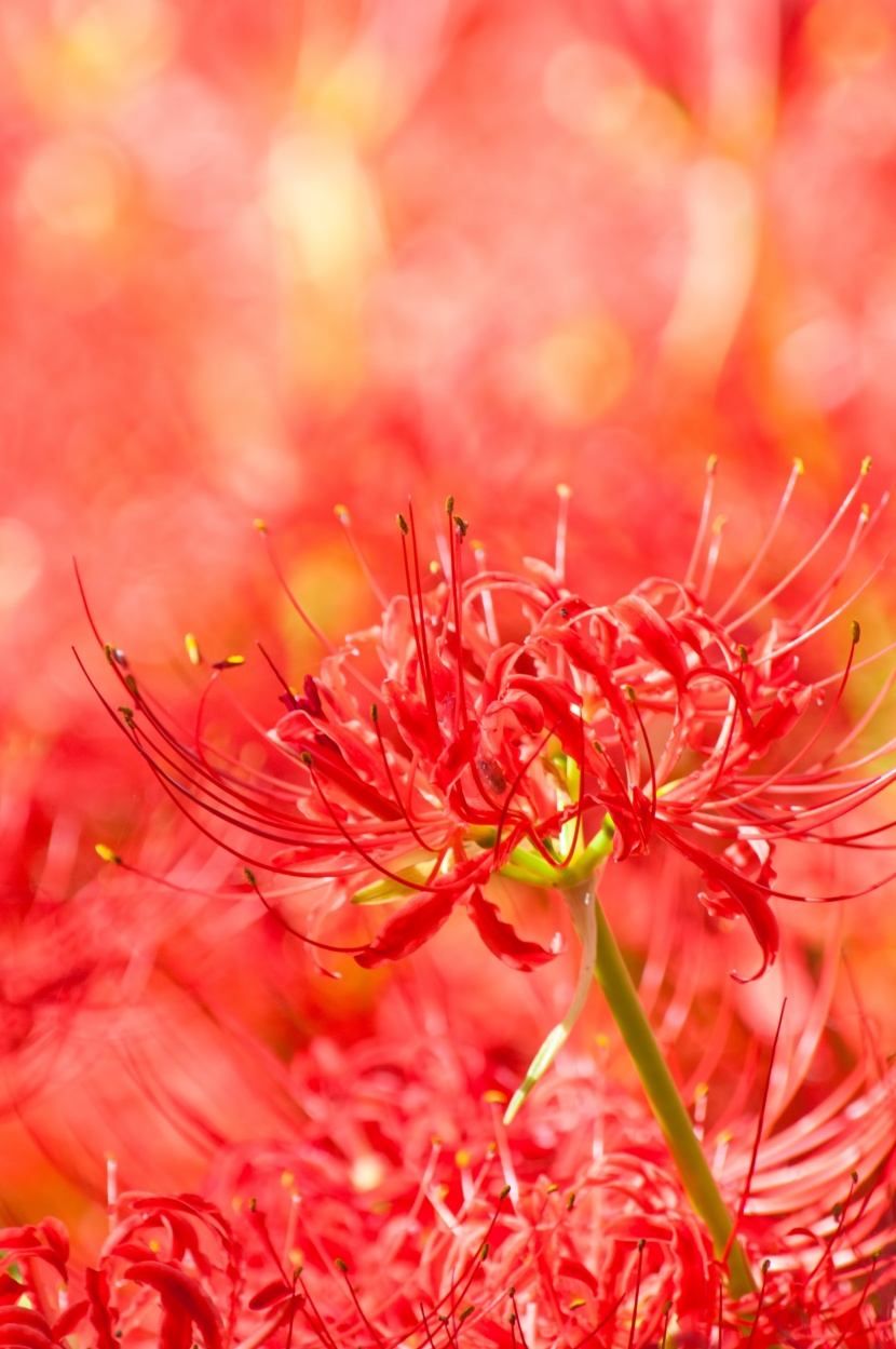 紅色曼珠沙華特寫圖片