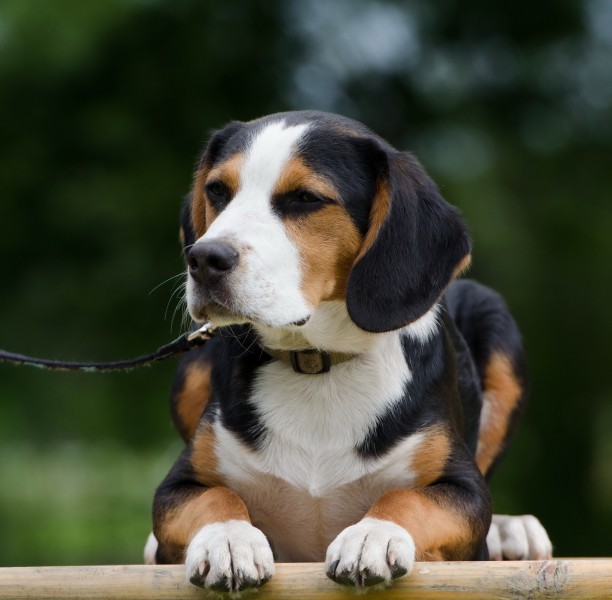 活泼可爱的比格犬图片