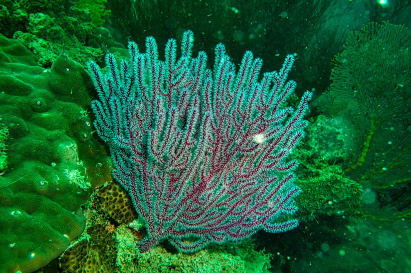 海底的海藻圖片