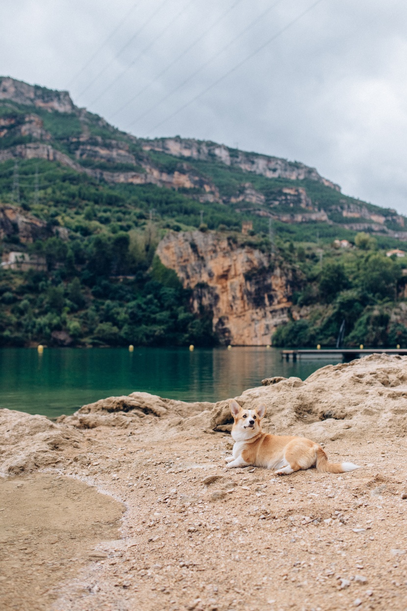 灵活聪明的威尔士柯基犬图片