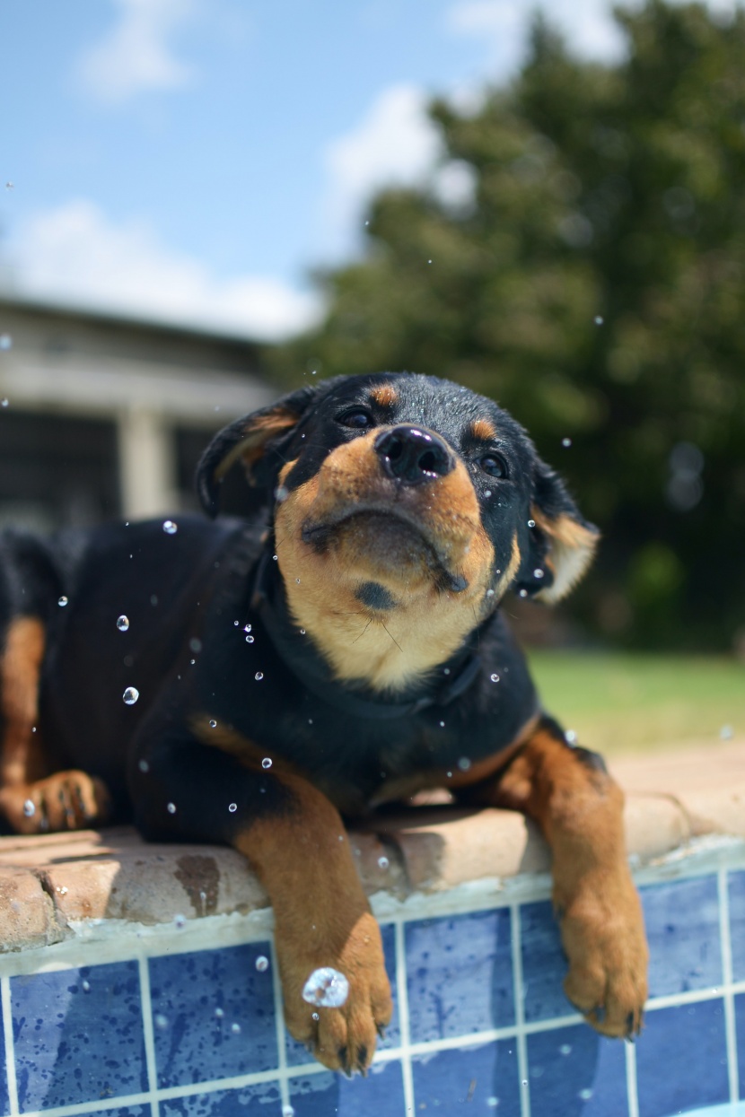 气势强悍的罗威纳犬图片