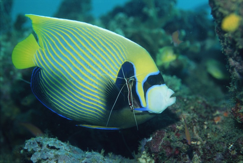 海洋鱼类生物特写图片