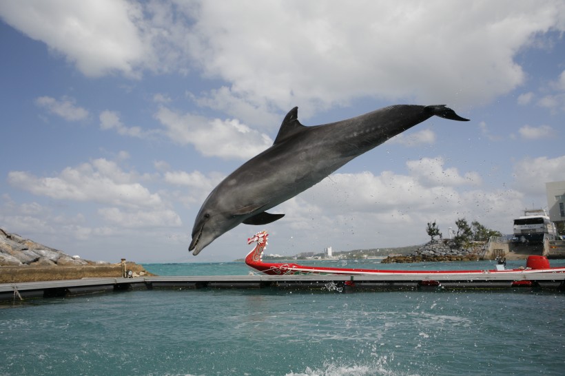 水族馆里的海豚表演图片