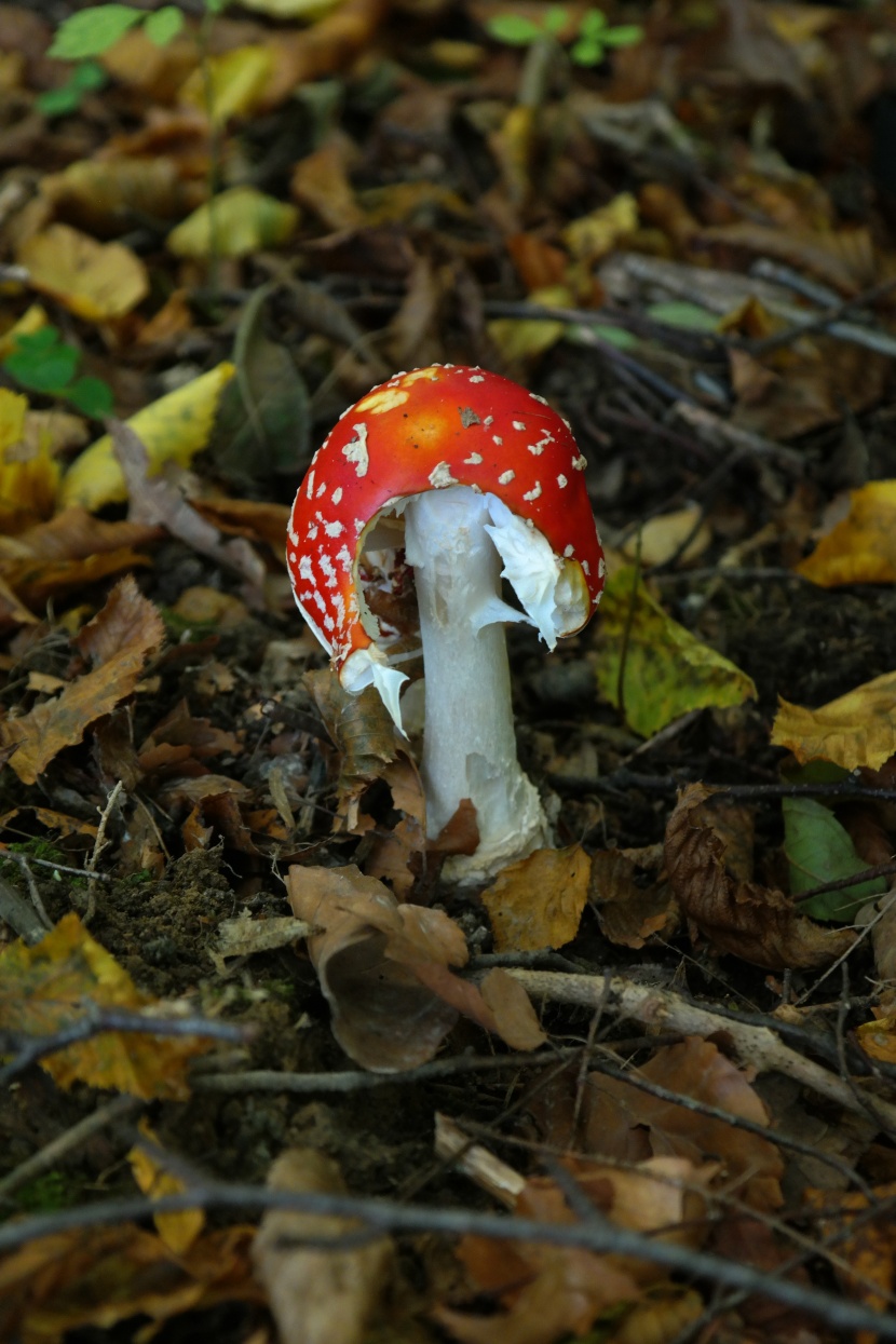 紅色毒蠅傘毒蘑菇圖片