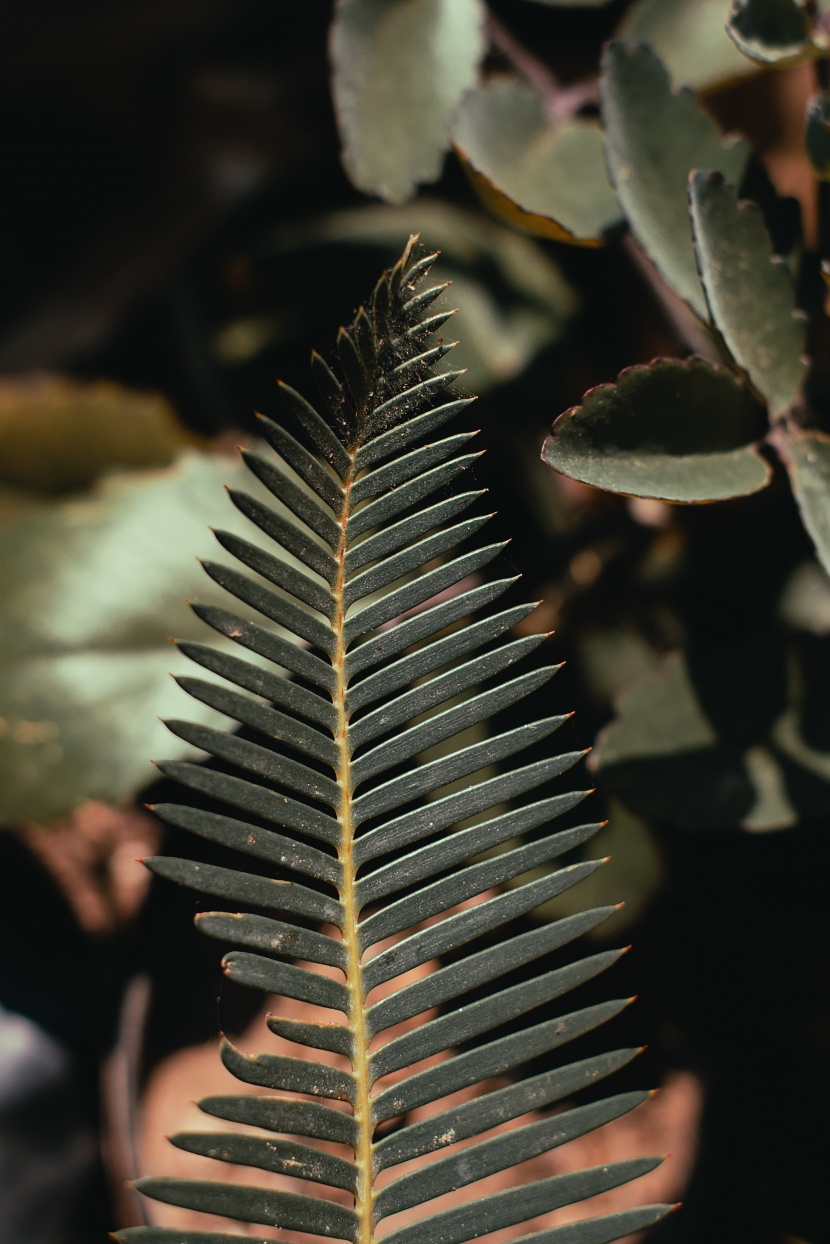 绿色的植物叶片图片