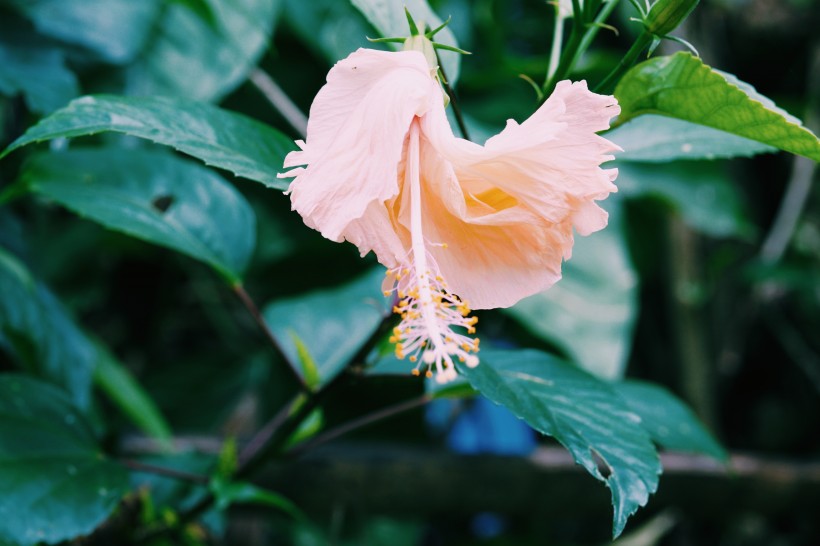 亭亭玉立纖細純潔的芙蓉花圖片