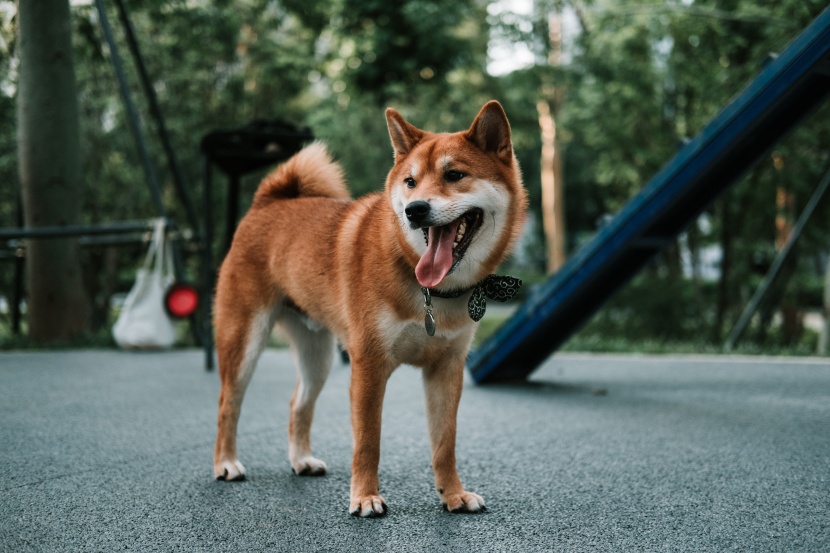 活泼开朗的秋田犬图片