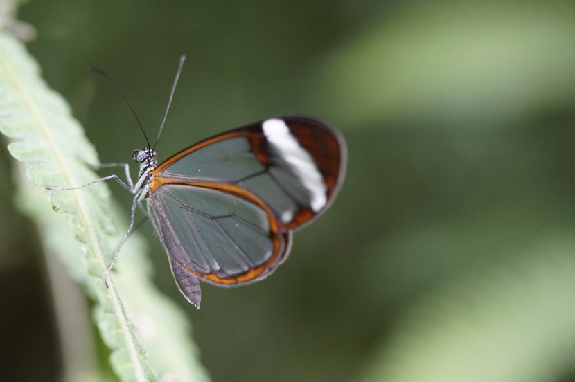 透明翅膀的宽纹黑脉绡蝶图片