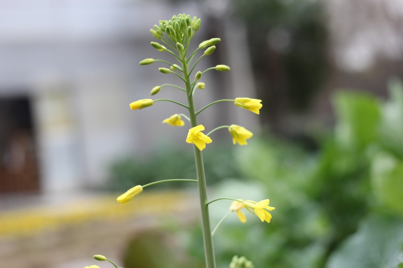 油菜花图片