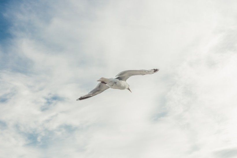 喜欢飞翔的海鸥图片