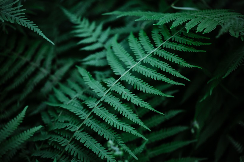 野生綠色蕨類植物圖片