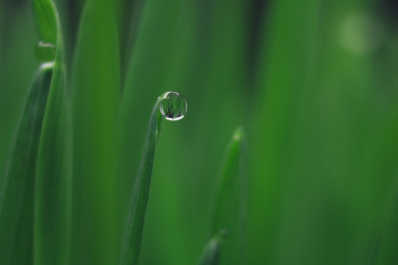 掛著水珠的葉子圖片