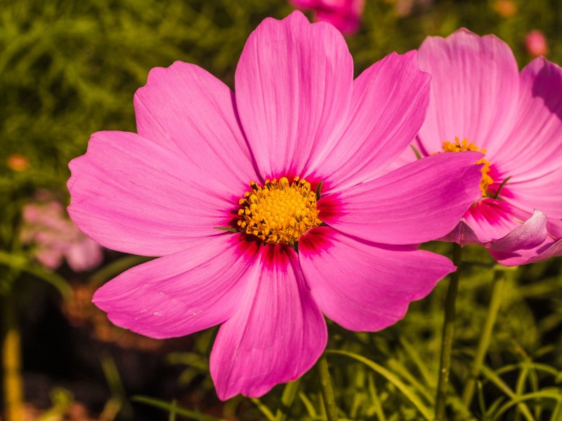 花蕊特寫圖片