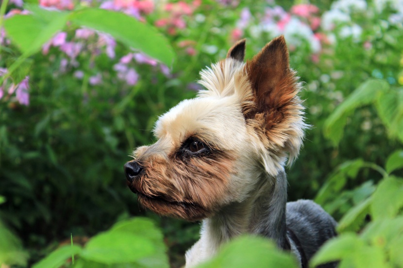 娇小活泼的约克夏梗犬图片