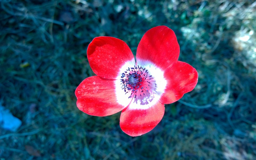 紅色銀蓮花圖片