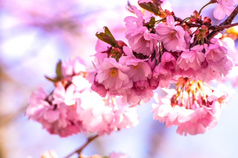美丽绽放的樱花图片