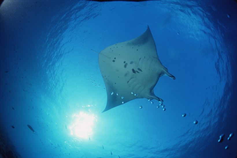 海洋鱼类生物特写图片