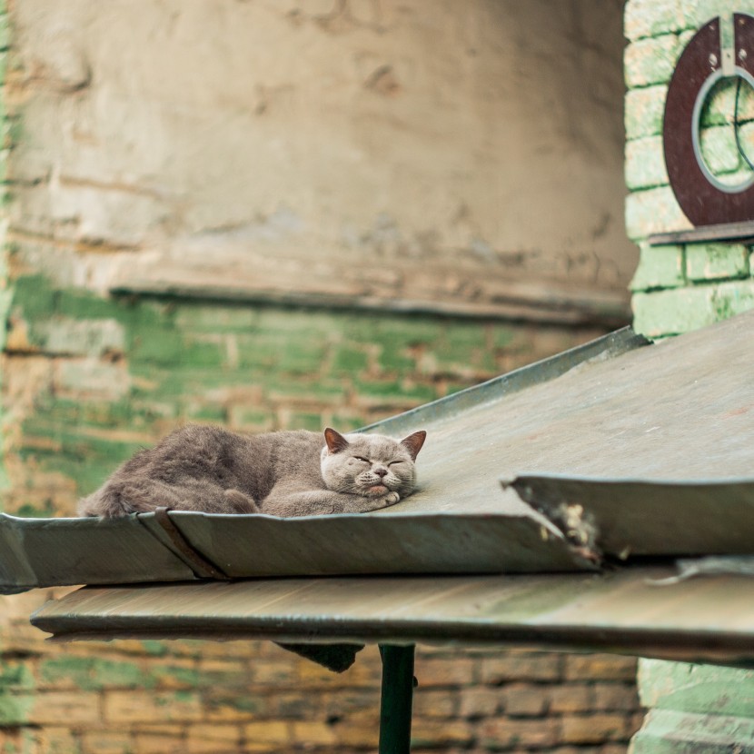 室外睡着的猫咪图片