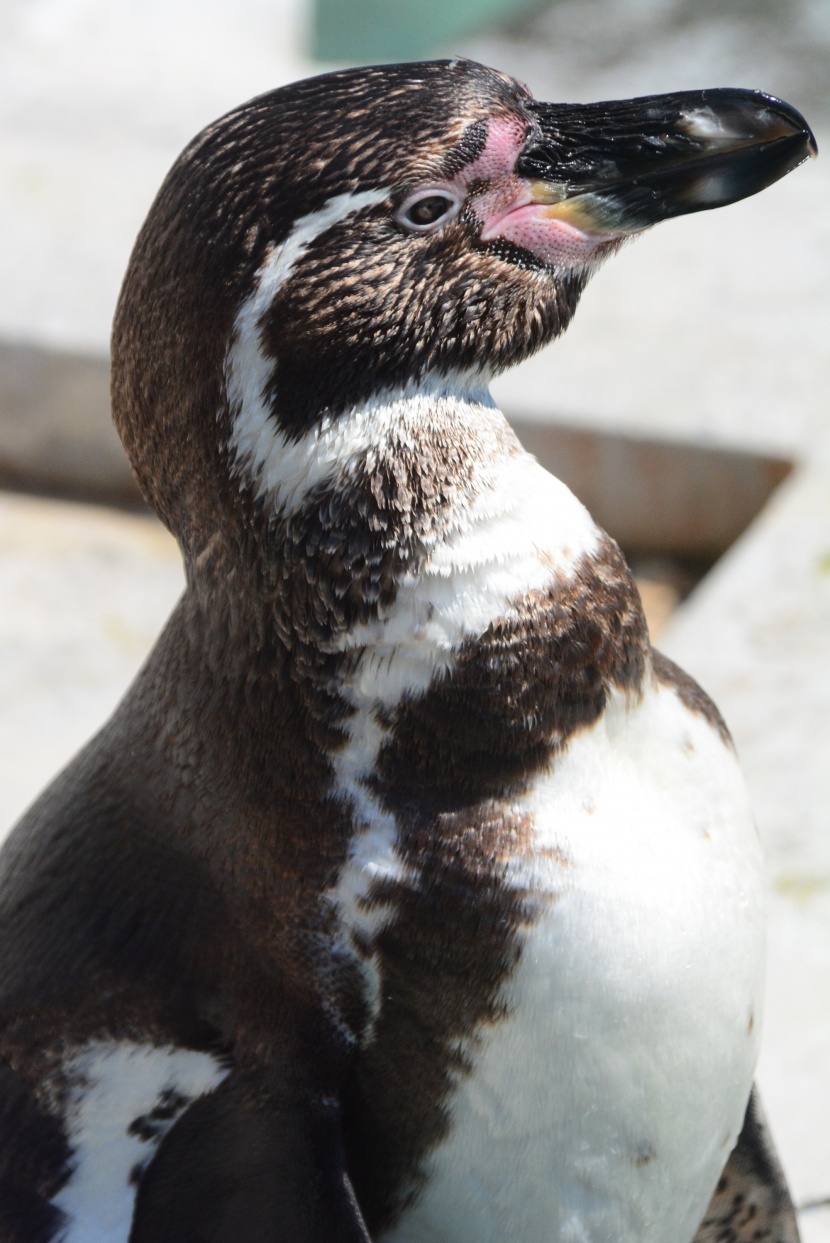 水族馆里可爱的企鹅图片