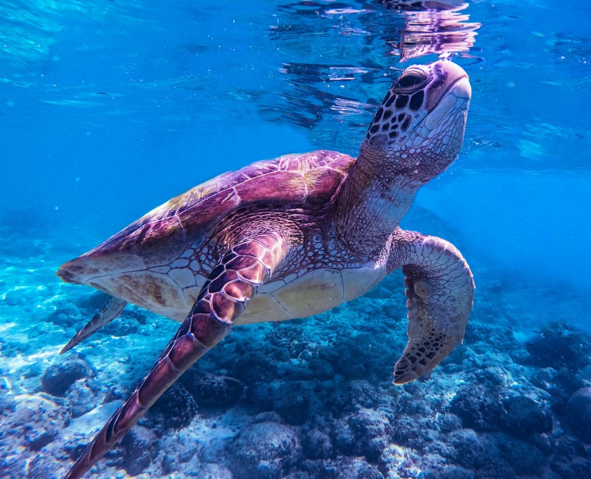 海洋里的海龜圖片