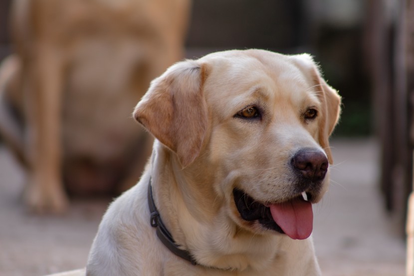 友善的拉布拉多猎犬图片