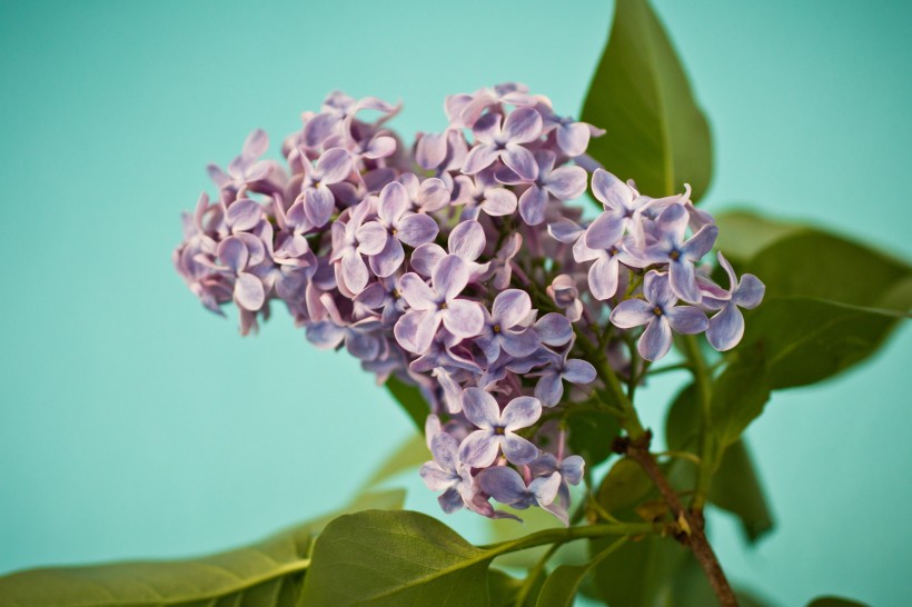 各种颜色的丁香花图片