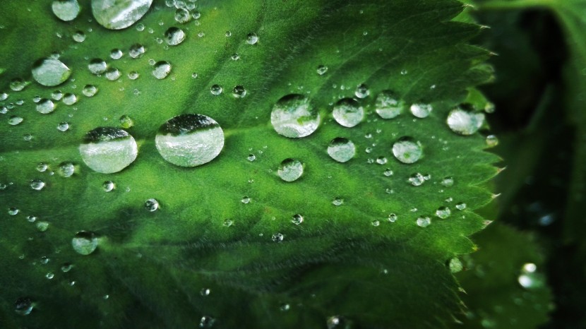 雨后的綠色植物圖片