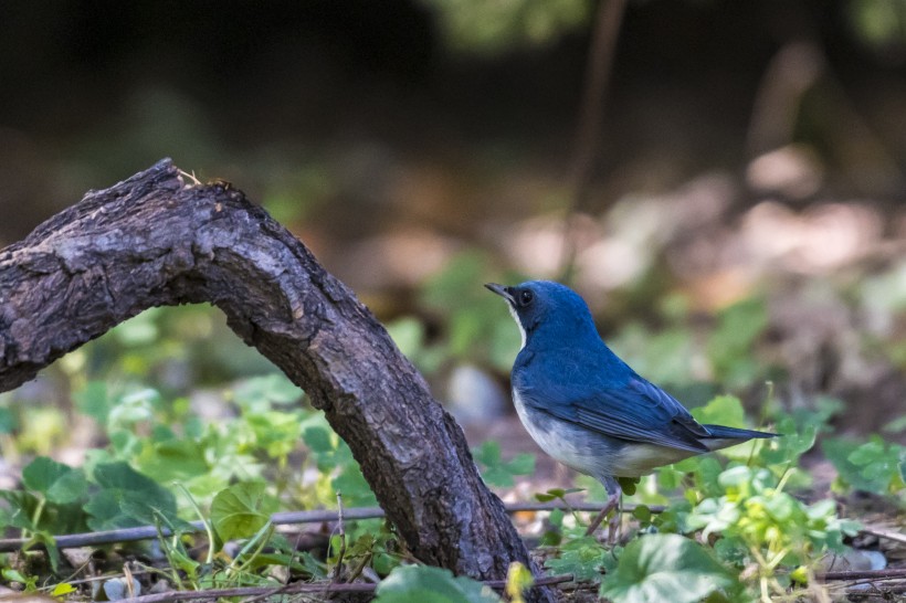 藍(lán)歌鴝鳥類圖片