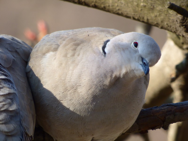 可愛的斑鳩圖片