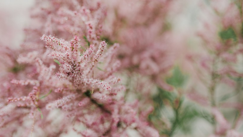 唯美的粉色樱花图片