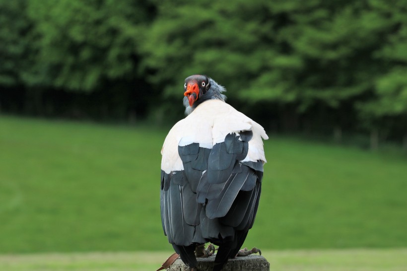独特的美洲猛禽王鹫图片