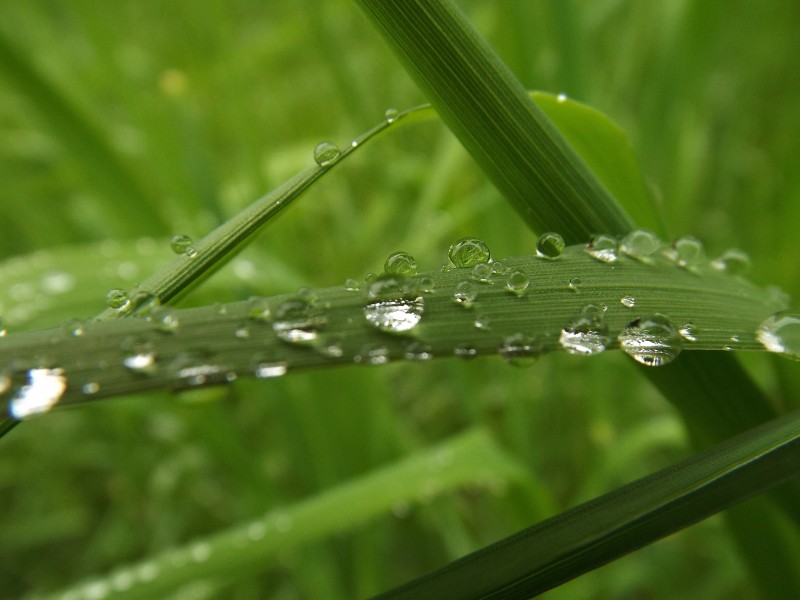 綠葉上的水珠圖片