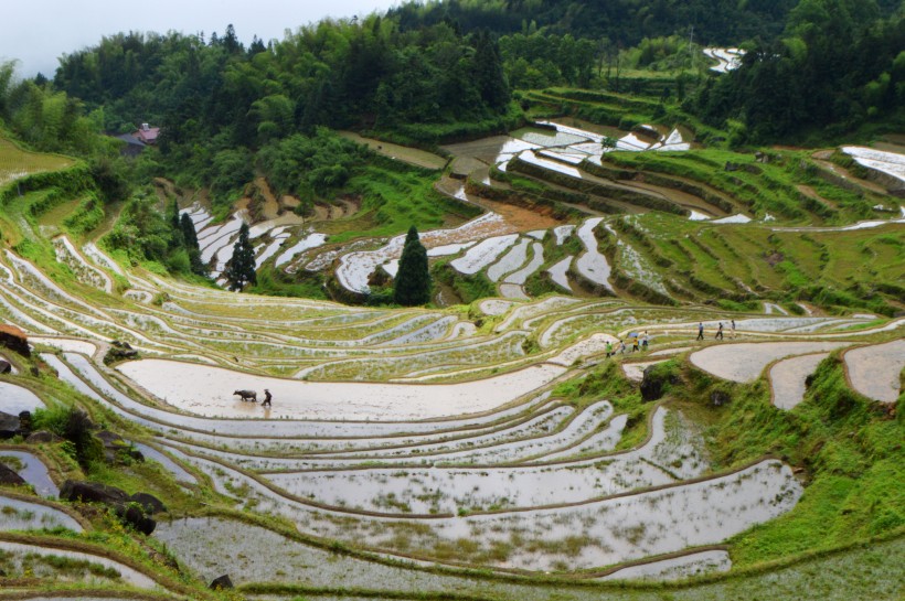 浙江丽水云和梯田自然风景图片