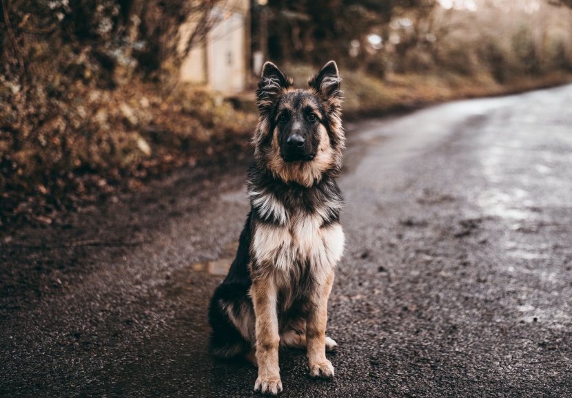 聪明敏捷的德国牧羊犬图片