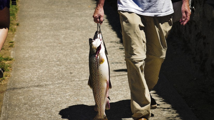 被釣起的野生魚圖片