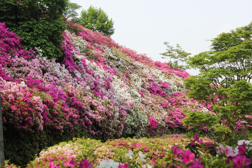 盛开的杜鹃花图片