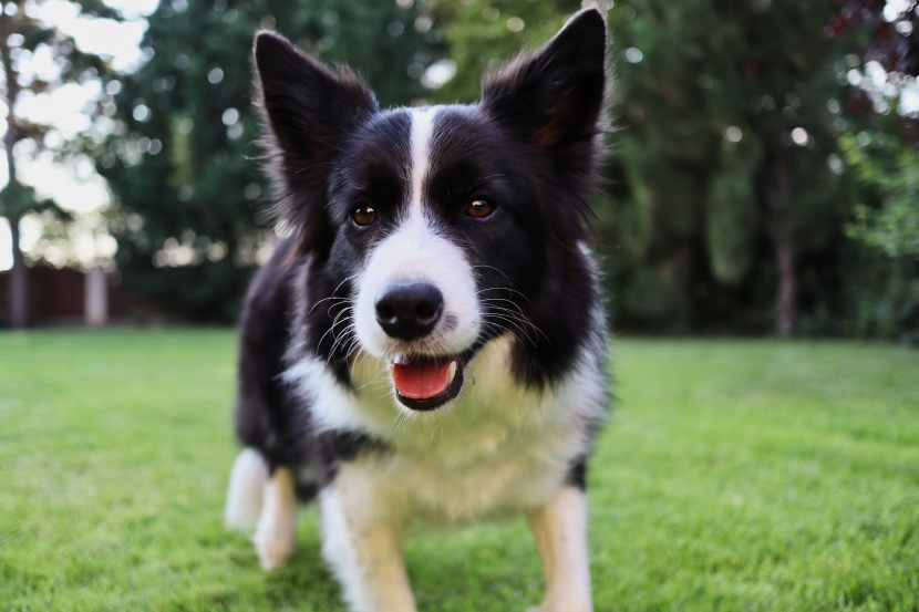 聪明敏锐的边境牧羊犬图片