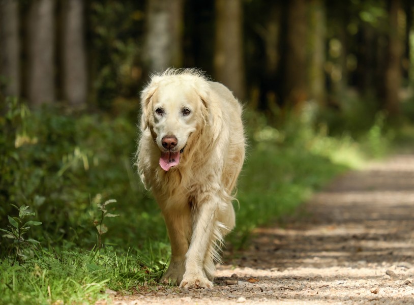 与人为善的金毛寻回犬图片