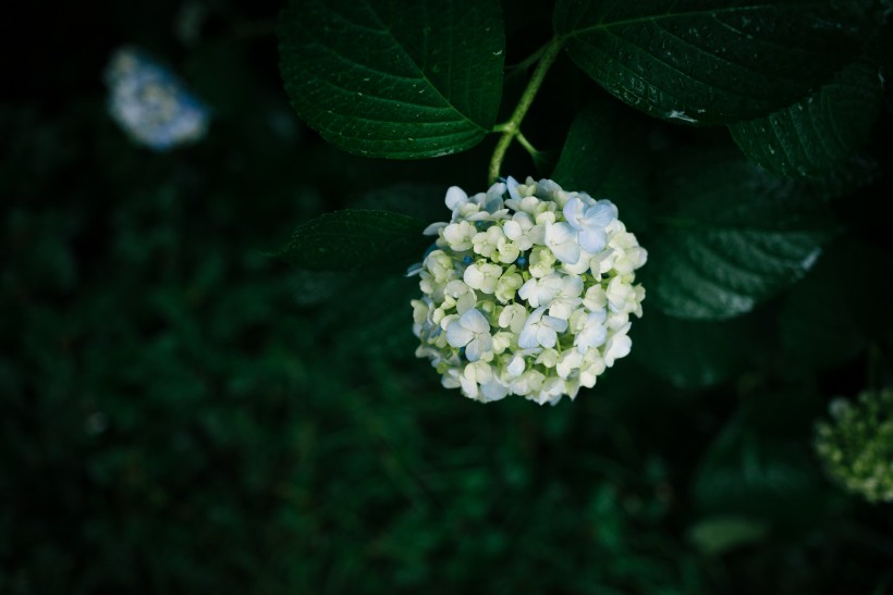 五顏六色的八仙花圖片