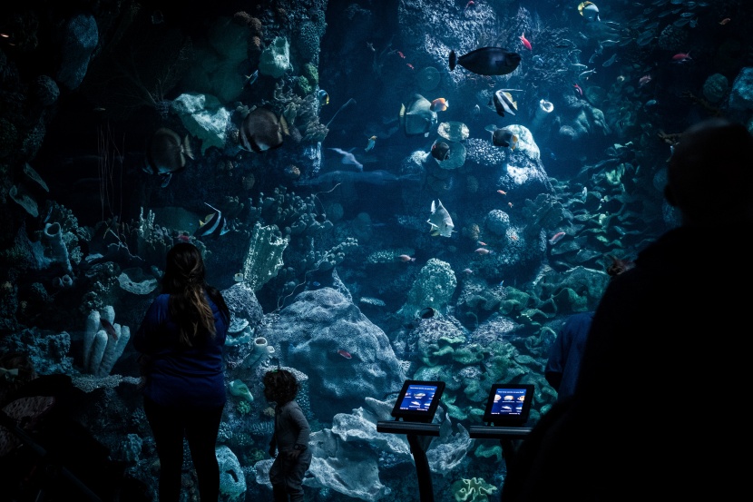 漂亮的水族馆海洋生物图片