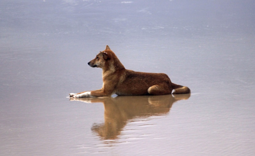 動(dòng)作敏捷的澳洲野犬圖片