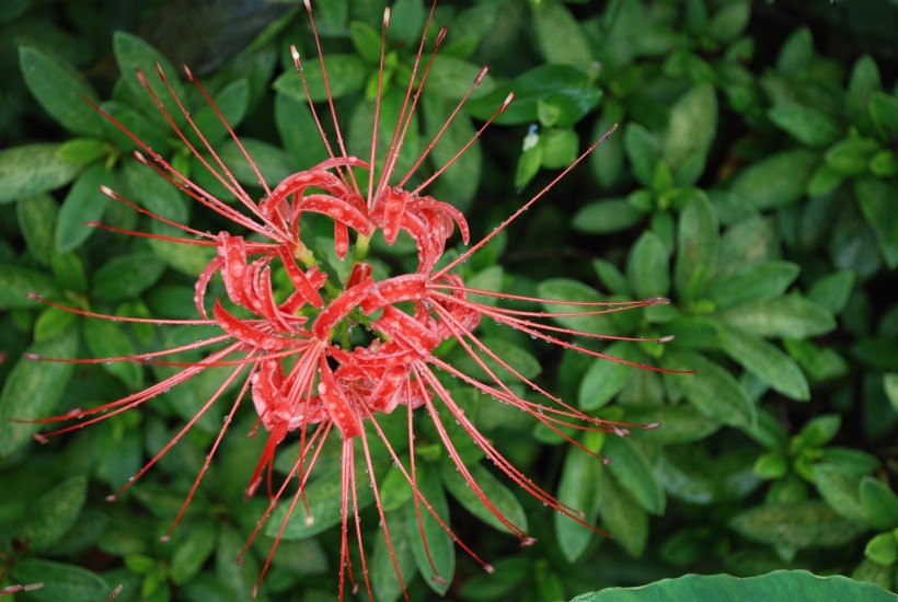 紅色妖艷的彼岸花圖片