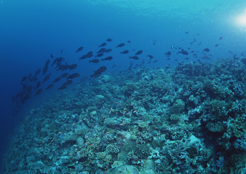 海底生物图片