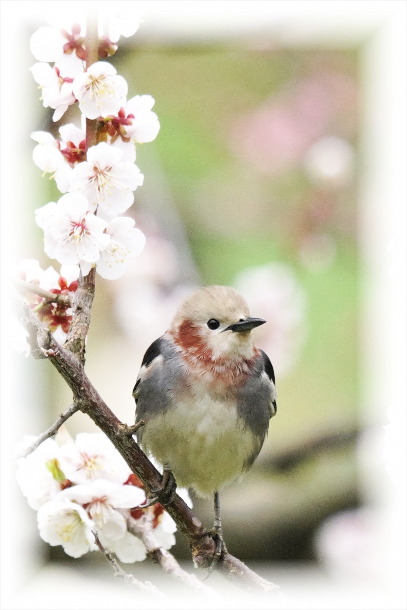 紫背椋鳥