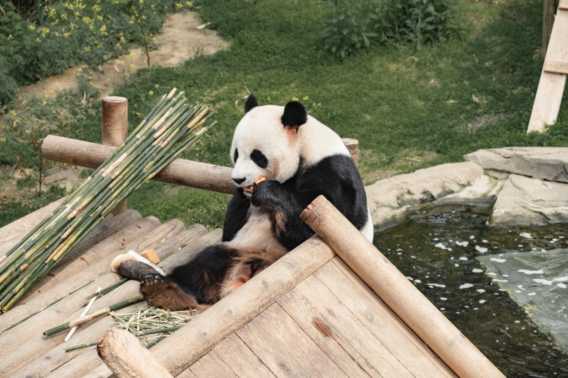 认真吃竹子的熊猫图片