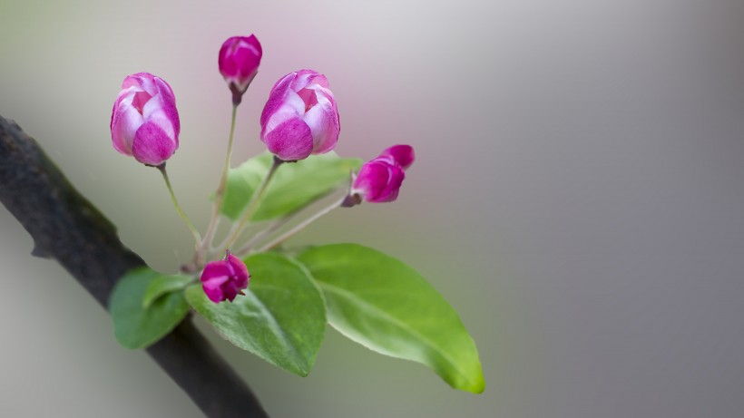 粉嫩淡雅的海棠花图片