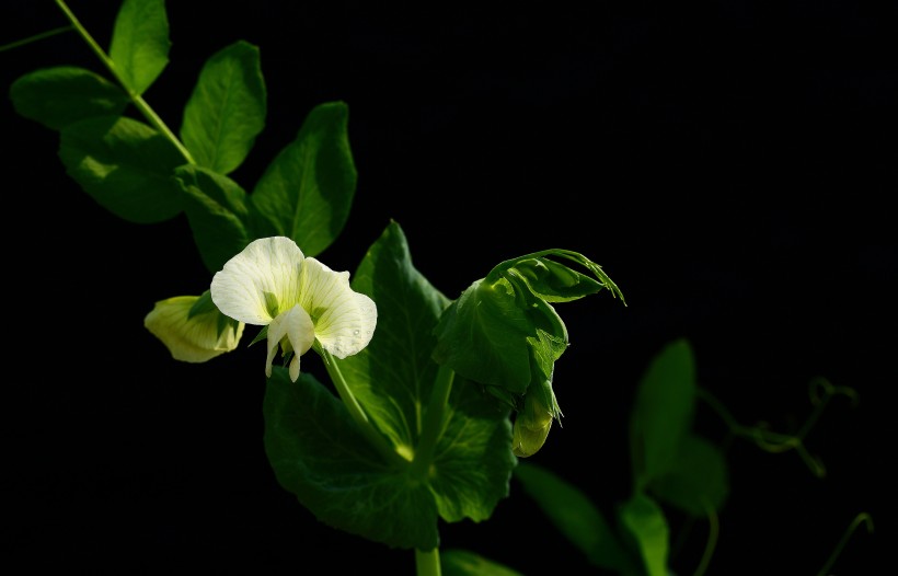 豌豆苗花圖片